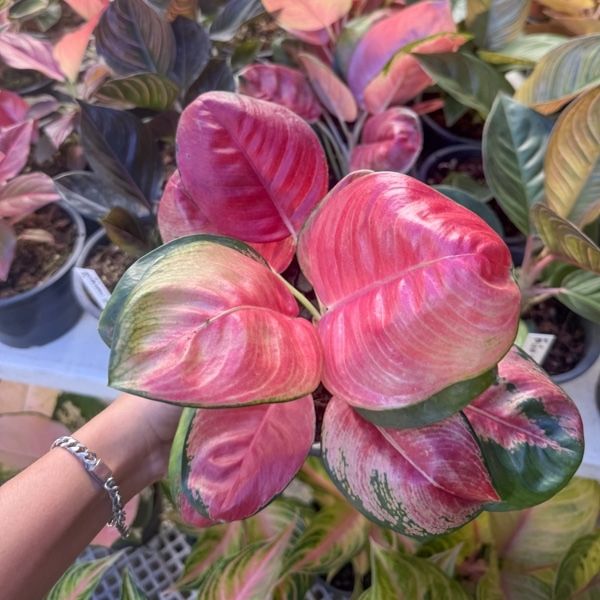 Еще 4 новых сорта аглаонем на сезон 2026