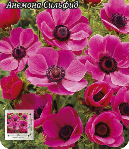 Анемона Сильфид