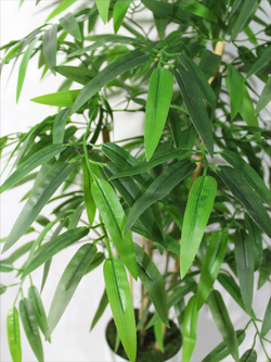 Искусственное Дерево Бамбук темно-зеленый 90см в кашпо