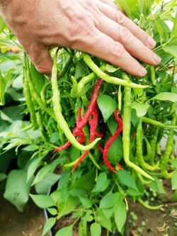 Японский Пряный Сладкий Струнный Перец Химо Тогараши - Himo Togarashi ひも唐辛子