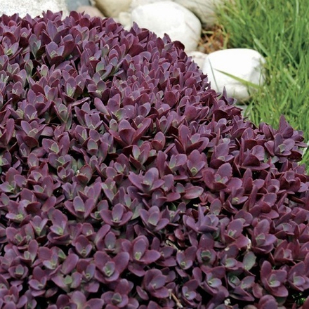 Очиток Sunsparkler Firecracker