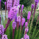 Лиатрис колосковый "Kobold". Liatris spicata "Kobold".