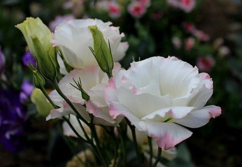 Эустома махровая Рози Бело-розовая (карликовая), 5 шт