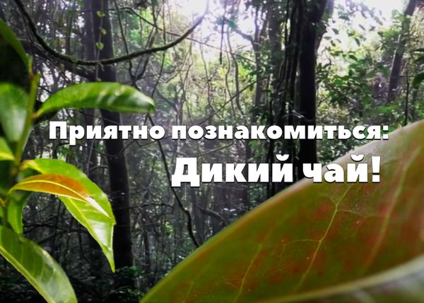 Приятно познакомиться, Дикий чай! Приятно познакомиться, Дикий чай!