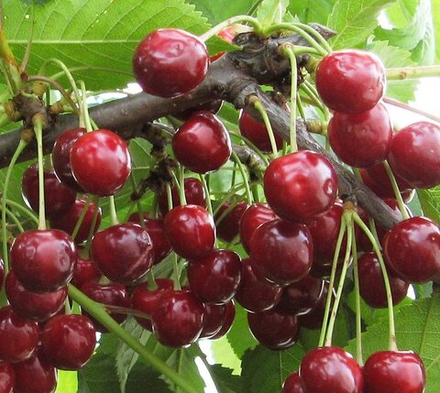 Вишня Тургеневка