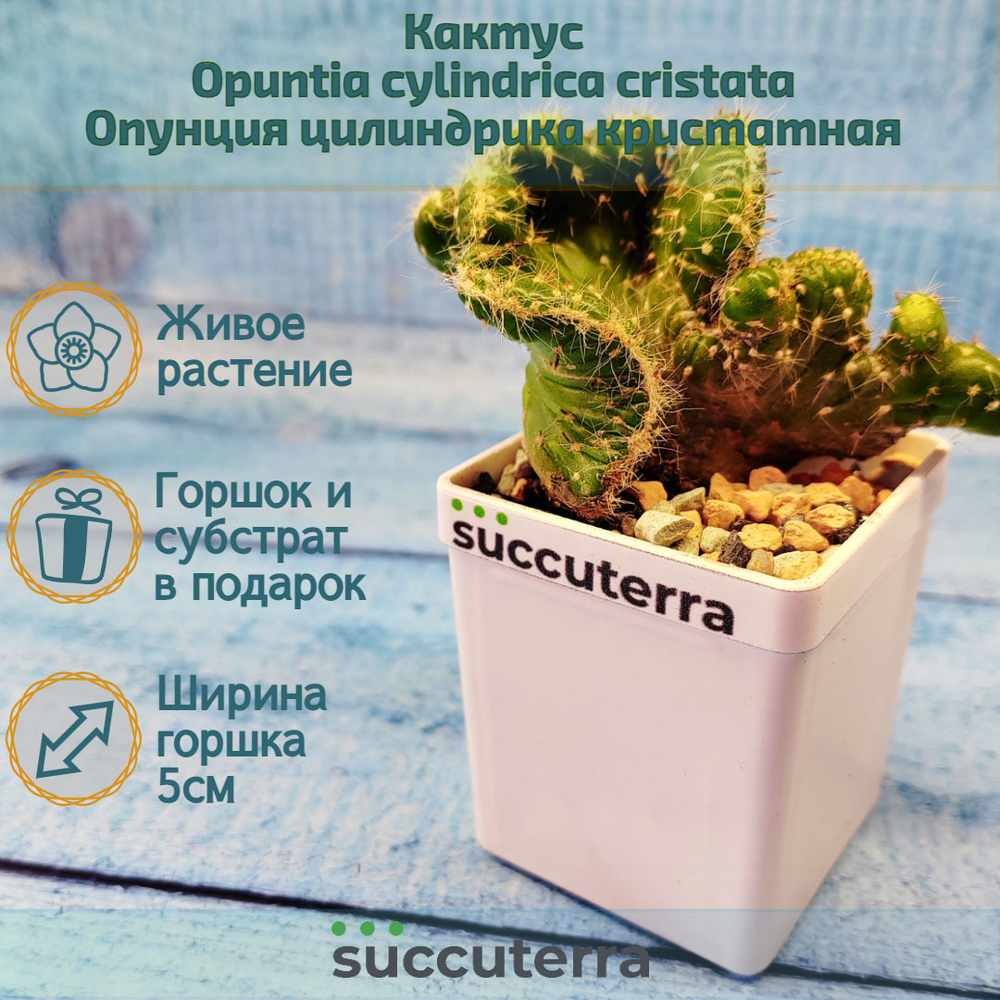 Opuntia cylindrica cristata (Опунция кристатная)