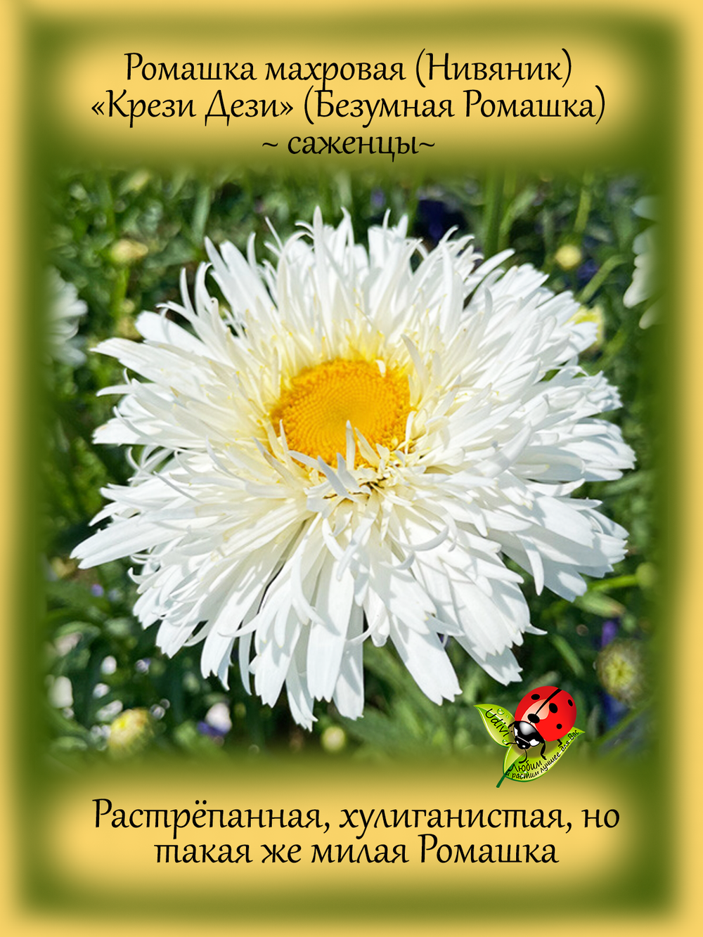Ромашка Крези Дези садовая Нивяник