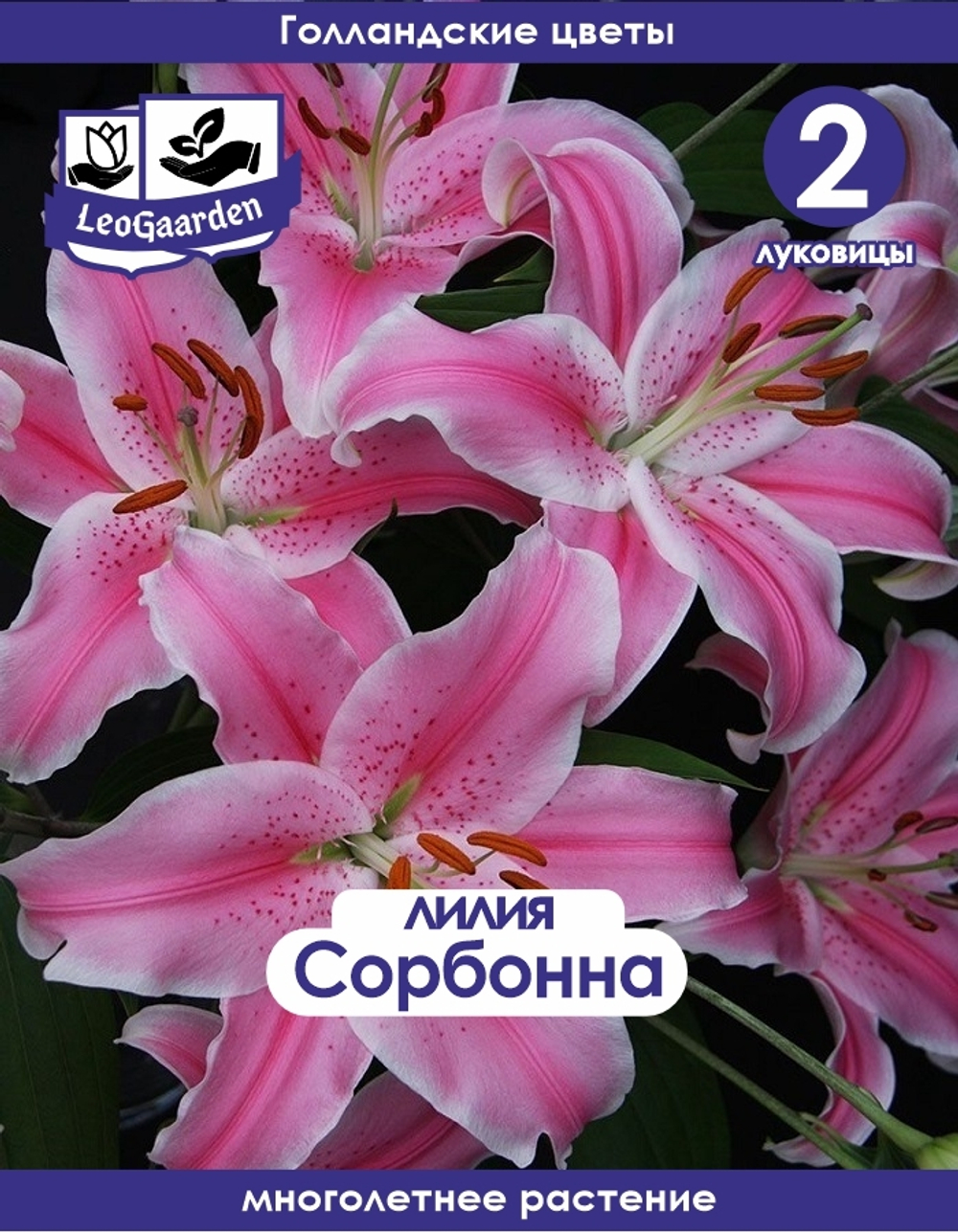 Лилия Луковица, Сорбонна, 2 шт