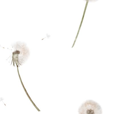 Одуванчики