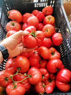 Легендарная Сызранская Розовая Ранняя Помидора