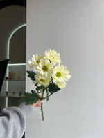 Хризантема в кремовом оттенке