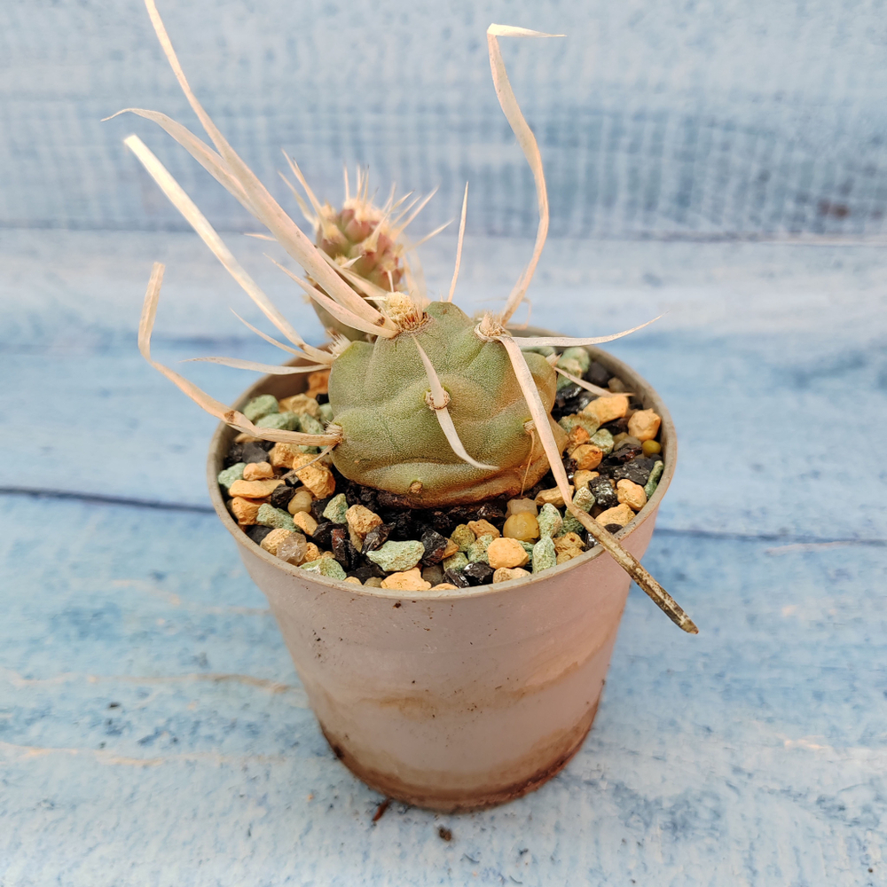 Tephrocactus Articulatus Papyracanthus (Тефрокактус)