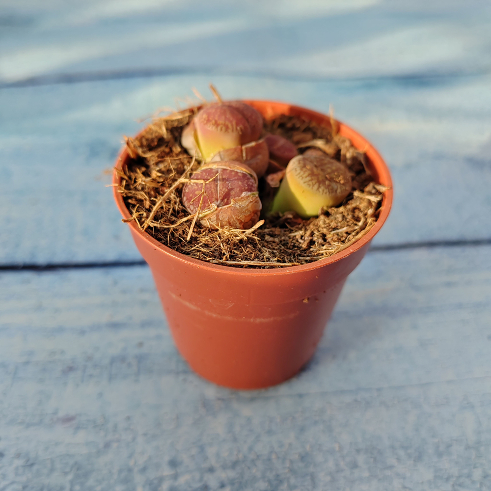 Lithops sp. (Литопсы)