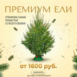 Ели Пермские