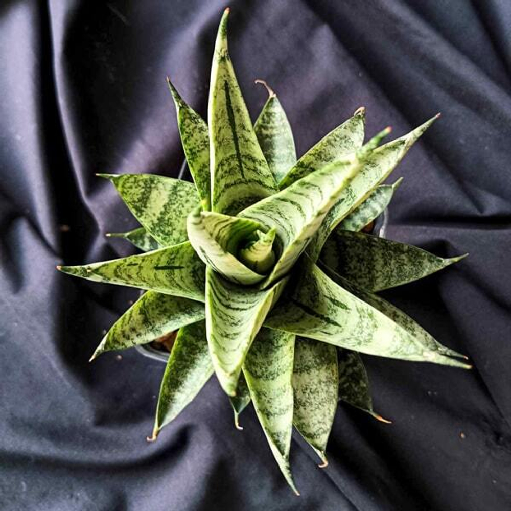 Сансевиерия NAKORN LUANG