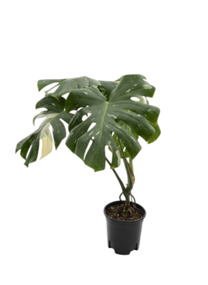 Монстера восхитительная Gold back