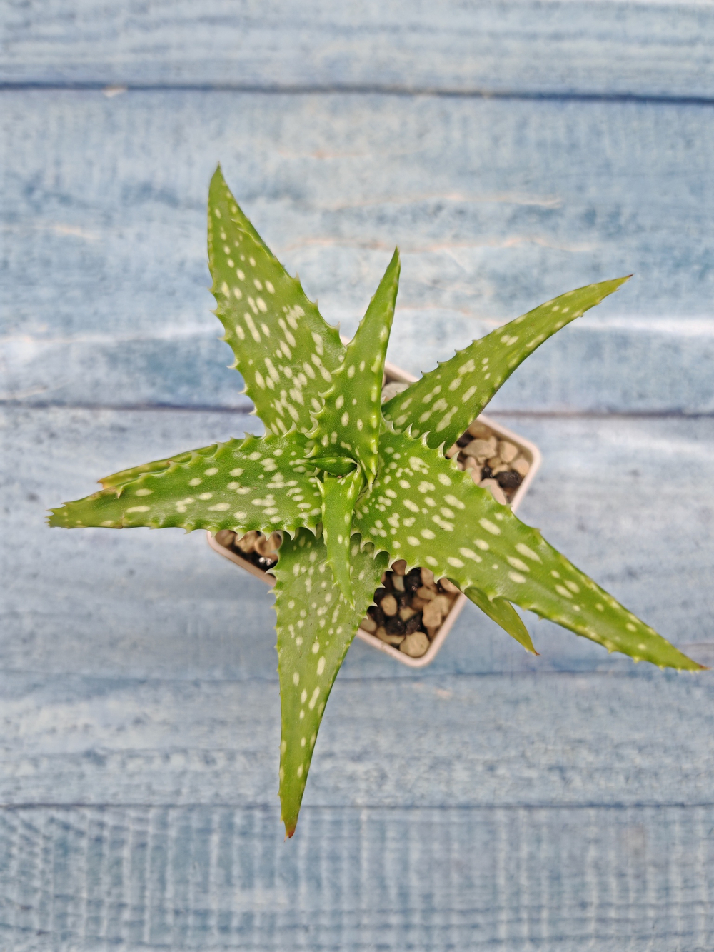 Aloe Jucunda (Алоэ)