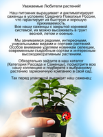 Монарда Би Хеппи бергамот гибридная красная