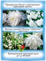Жасмин садовый Жемчуг чубушник