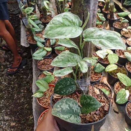 Сциндапсус BLUE SKY