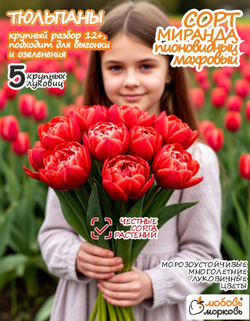 Тюльпан Луковица, Миранда, 5шт крупные