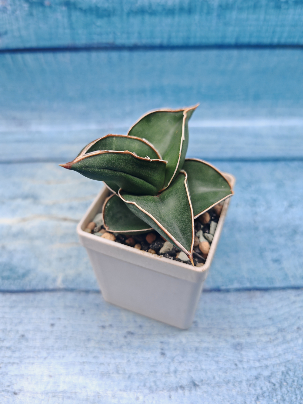 Sansevieria Samurai (Сансевиерия Самурай)