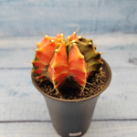 Gymnocalycium Variegata (Гимнокалициум Вариегатный)