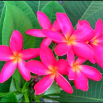 Плюмерия DAENG UDON