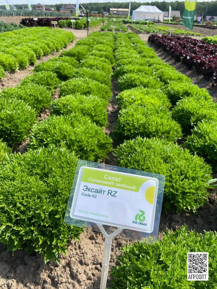 Эксайт семена салата хрустящего с сильно рассеченным листом (Rijk Zwaan /ALEXAGRO) культура – фото 2