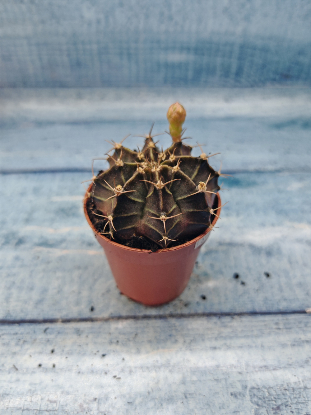 Gymnocalycium Friedrichii (Гимнокалициум)