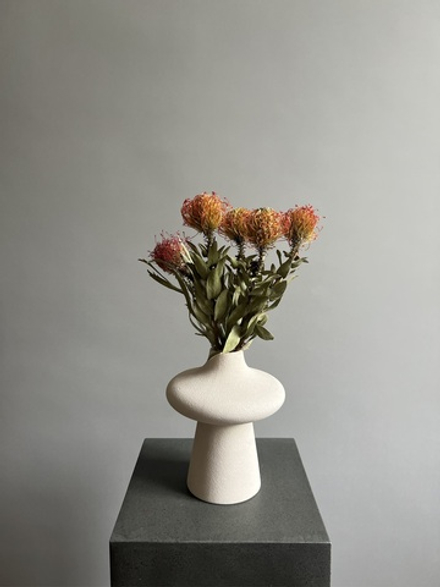 Леукоспермум оранжевый