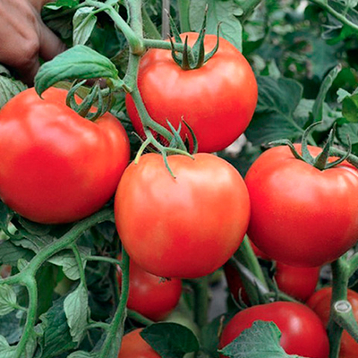 Хабль F1 семена томата детерминантного (Гавриш)