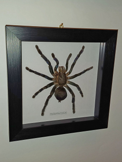 Паук-Птицеяд в рамке
