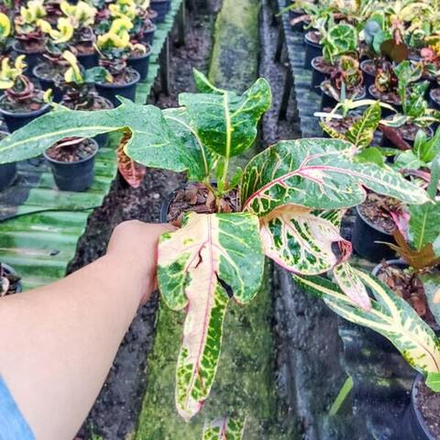 Кротон GAEW GANLAYA