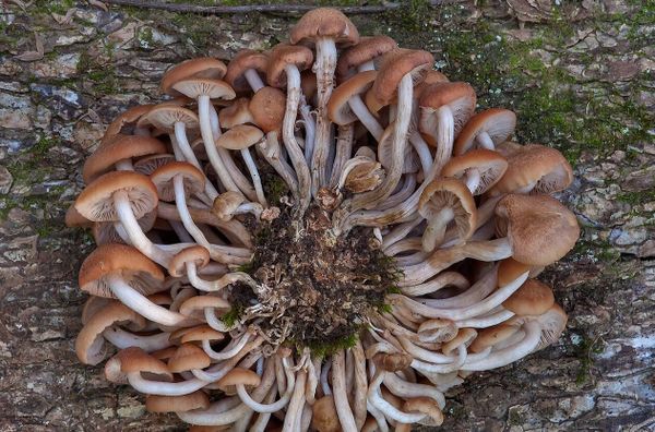 Почему каждый раз грибы растут в разных местах? И где все равно стоит их искать?