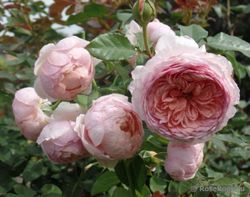 Питер Пауль Рубенс (Peter Paul Rubens)