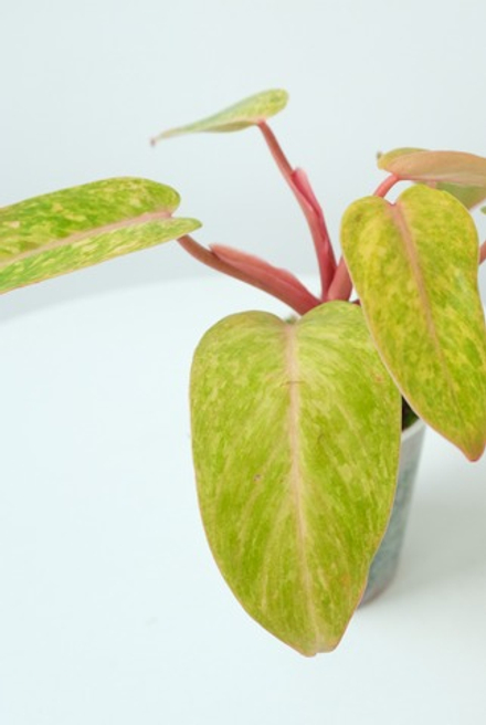 Филодендрон медуза 10/20