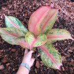 Аглаонема ORANGE LOOKBAY