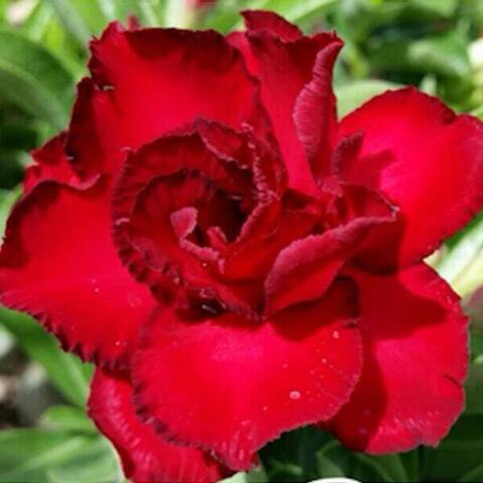 Адениум обесум SOMJAI RED