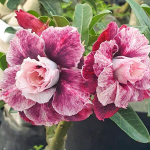 Адениум обесум 337 X98