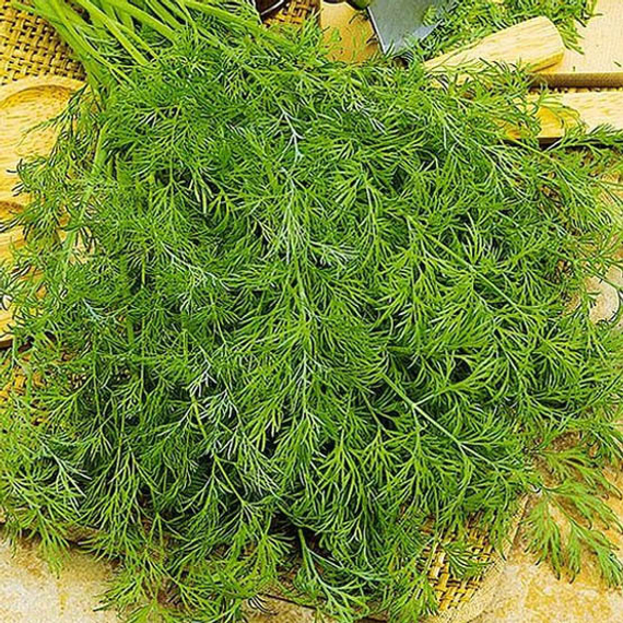 Голдкрон семена укропа (Enza Zaden / Энза Заден) культура – фото 3