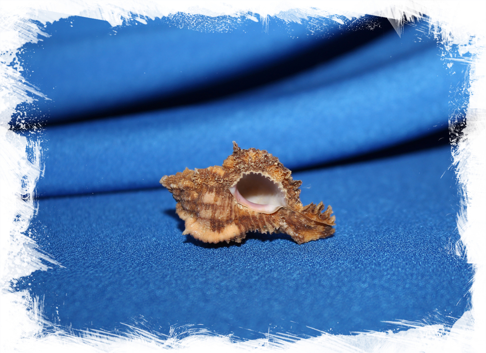 Мурекс рита (Chicomurex ritae)