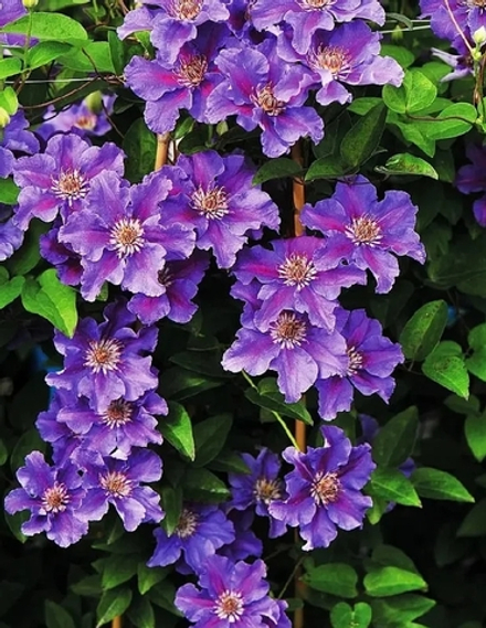 Клематис Ashva (Ашва) Стандарт поставки Р9