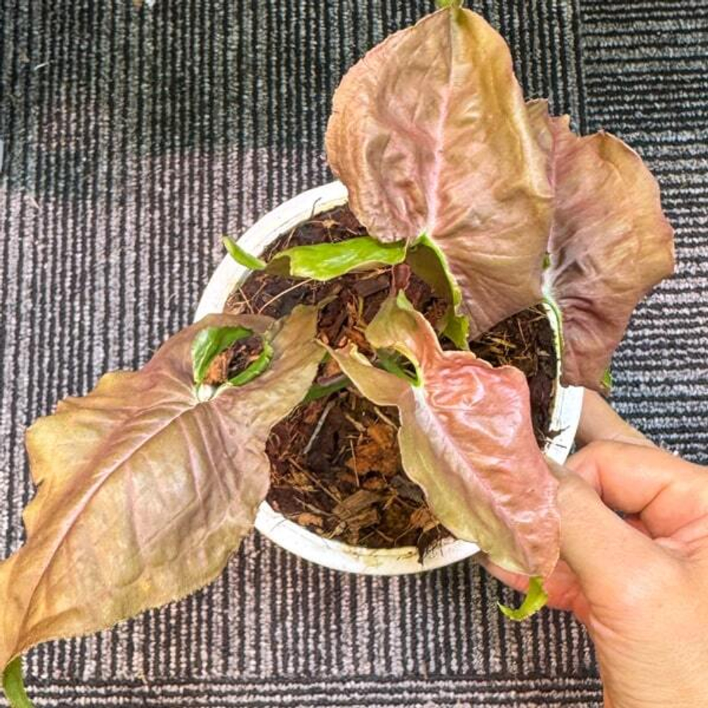 Сингониум CHOCOLATE WHITE VEIN