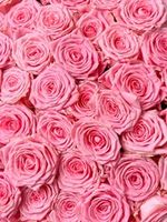 Розы России