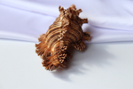 Мурекс Ветка Розы (Chicoreus palmarosae), 10см, 1шт