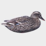 Кряква полевая 12 шт.