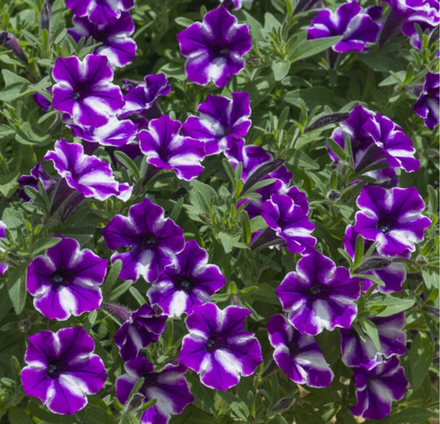 ЕВРО Петуния Новинка 2026 Vista Bubbles Lavender Twist укорененный черенок ОКС 