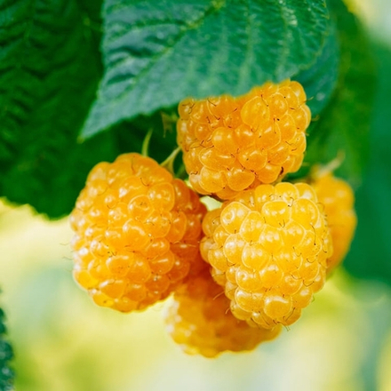 Малина Желтый Гигант