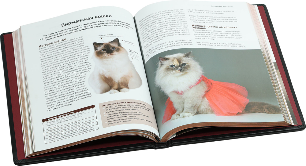 Все породы кошек